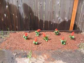 <em>Salvia splendens</em> Salvia 'Vista Red' in new planting