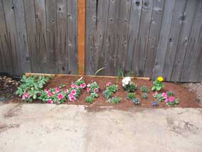 Small flowerbed with new Lobelia and Zinnia