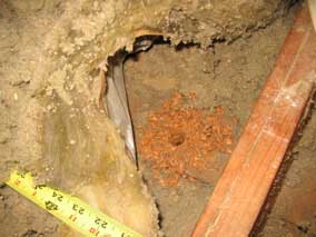 Hole in attic down into wall below that someone else drilled