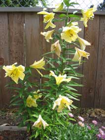 <em>Lilium</em> Oriental Lily 'Siesta' blooming