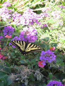 Butterfly in west garden