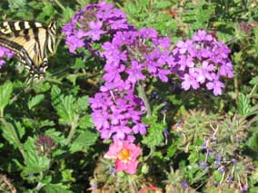 Butterfly in west garden