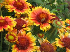 Bee on Blanket Flower (<em>Gaillardia x grandiflora</em>)