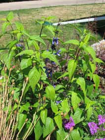 <em>Salvia guaranitica</em> Salvia 'Black and Blue' blooming in second summer