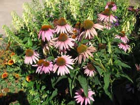 Purple Coneflower blooms in August