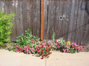 Annuals and wildflowers in small flowerbed