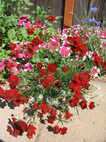 Annuals and wildflowers in small flowerbed