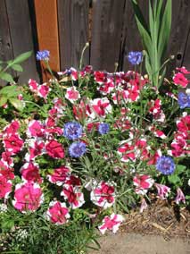 Annuals and wildflowers in small flowerbed