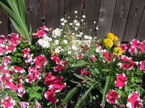 Annuals and wildflowers in small flowerbed