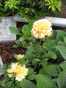 Dahlia 'Seattle' blooming