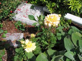 Dahlia 'Seattle' blooming