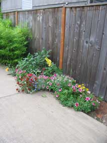 Annuals and wildflowers in small flowerbed