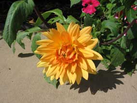 Dahlia bloom in small flowerbed