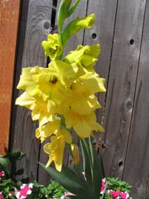 Gladioli blooms in small flowerbed