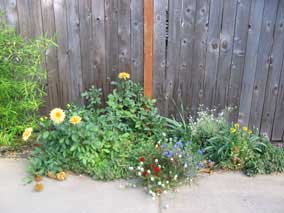 Annuals and wildflowers in small flowerbed