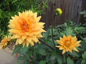 Dahlia blooms in small flowerbed