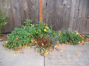 Small flowerbed in late October