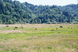 Elk at the Dean Creek Elk Viewing Area, near Reedsport, Oregon