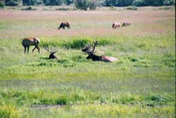 Elk at the Dean Creek Elk Viewing Area, near Reedsport, Oregon