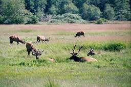 Elk at the Dean Creek Elk Viewing Area, near Reedsport, Oregon