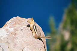 Ground squirrel at Crater Lake in southern Oregon