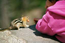 Ground squirrel at Crater Lake in southern Oregon