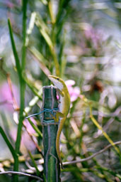 Lizard at Foster Botanical Gardens