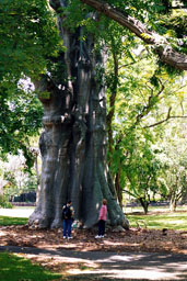 Mom and Dad next to huge tree at Foster Botanical Gardens