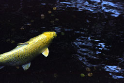 Koi at Byodo-in Replica, Valley of the Temples