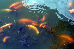 Koi at Byodo-in Replica, Valley of the Temples