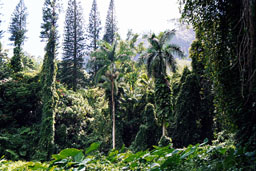 Along the trail to Manoa Falls