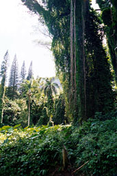 Along the trail to Manoa Falls