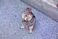 Ground squirrel at Mount St Helens, Washington