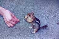 Ground squirrel at Mount St Helens, Washington