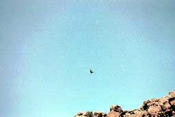 Prairie Falcon above Fort Rock