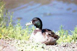 Duck at Hunter Hot Springs