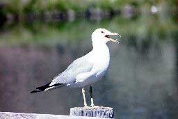 Gull at Hunter Hot Springs