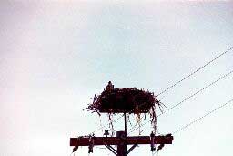 Raptor nest