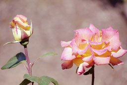 Peninsula Park Rose Garden, Portland, Oregon