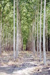 Poplars