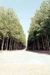 Poplars