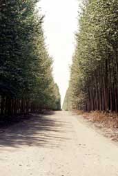 Poplars