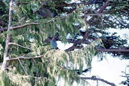 Stellar's Jay at Mount Rainier