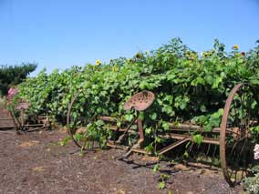 Sauvie Island