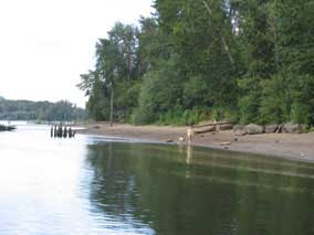 Willamette shoreline near Sellwood