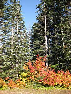 Fall colors and conifers on Larch Mountain