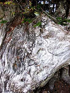 Old tree on trail to Sherrard Point