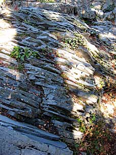 Closeup at summit of Larch Mountain