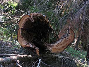 Hollowed out tree on trail to Sherrard Point