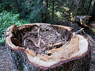 Hollowed out tree on trail to Sherrard Point